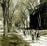 Giant elms were once considered a mainstay on the Quad before they were wiped out by Dutch elm disease in 1965. Quad