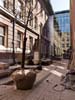 courtyard plants